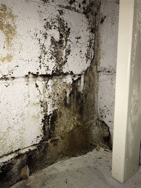 Mould in cellar. Things To Know About Mould in cellar. 